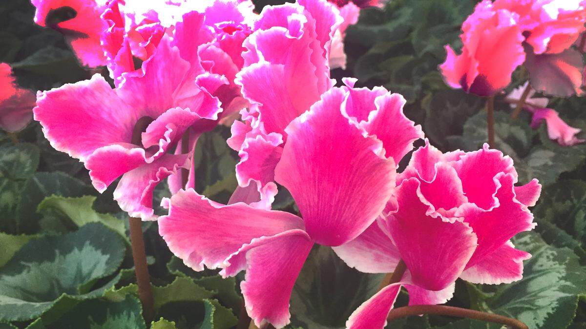 ✳︎flower✳︎様 Cyclamen brings sunning color to mid-winter gardens | Fort Worth